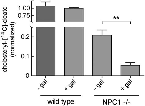 Glycosylation inhibition reduces cholesterol accumulation in NPC1 ...