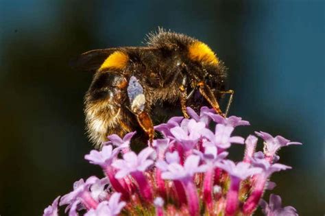 Glyphosate weedkiller impairs learning and memory in bumblebees Bees