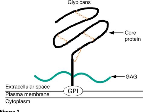 Glypicans: proteoglycans with a surprise - PubMed