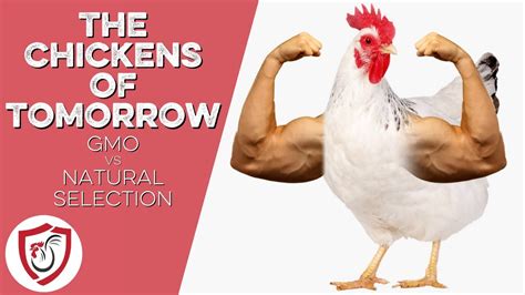 Gmo chicken. Things To Know About Gmo chicken. 