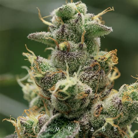 Mr Nasty, aka Greasy Garlic, is a pungent mouthful of skunk terps from Exotic Genetix. Popularized by connoisseurs in Maine, Mr Nasty combines GMO and Grease Monkey for a high-THC and savory smoke ...