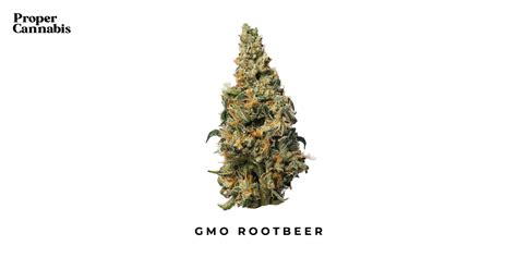 The GMO Rootbeer weed strain reportedly combines GMO Cookies with Root Beer. GMO Rootbeer comes from noted breeders Skunktek and Mean Gene from Mendocino aka Freedborn Selections. GMO Rootbeer has a distinct root beer smell, and a high-THC hybrid indica effect.
