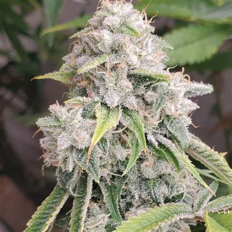 Gmo x skywalker og strain review. Skywalker is an indica-dominant hybrid strain that is renowned for its potent effects and distinct aroma. It typically has a THC percentage ranging from 15% to 23%, with low levels of CBD. The top ... 