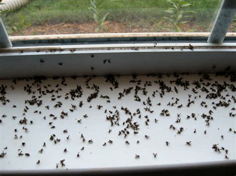 Gnat infestation in house. If you know how to get rid of midges in the garden, midges in your house will be less of an issue. Here are a few simple ways: 1) Reduce outdoor lighting or relocate it away from your house 2) Get rid of pools of water 3) Always pick up pet faeces and make sure it is disposed of in a sealed bag 4) Burn citronella products around the perimeters ... 