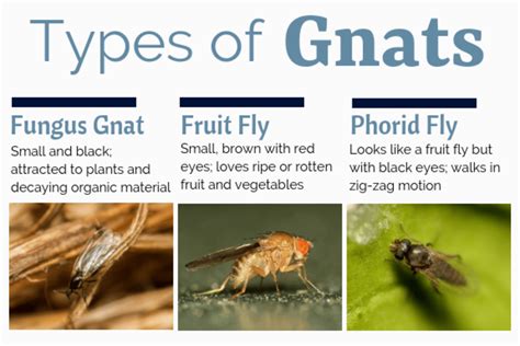 Gnats meaning. Most gnats are smaller, with less robust bodies, than other species of flies. Ranging in length from 1 to 13 mm, gnats are delicate-looking insects with long wings and spindly legs. Like all insects, the body is divided into three distinct parts: head, thorax and abdomen. The head has a pair of antennae that exceed the length of the head. 