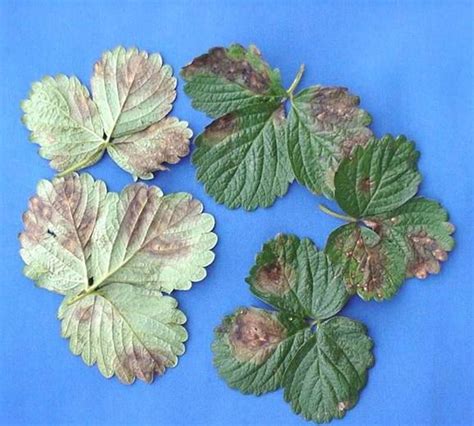 Gnomonia Leaf Blotch and Stem-End Rot of Strawberry