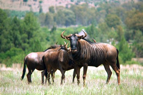 Gnus. Things To Know About Gnus. 