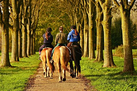 Go Horseback Riding on the Top Trails i…