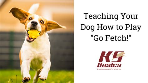 Go fetch. Things To Know About Go fetch. 