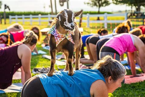 Goat yoga for beginners