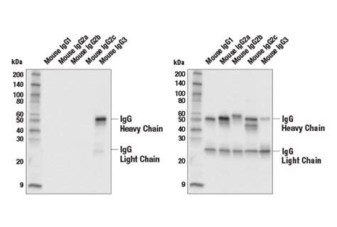 Goat Anti-Mouse IgG3 (heavy-chain sp.)-FITC Conjugate