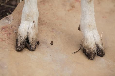 Goat Feet Photos and Premium High Res Pictures - Getty Images