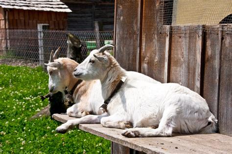 Goat Shelter Basics: What You Need to Know to Keep Your Herd Safe