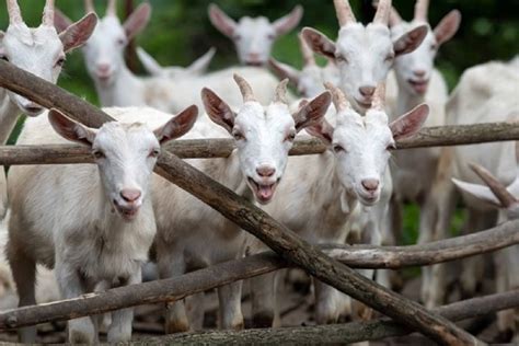 Goat farm. Things To Know About Goat farm. 