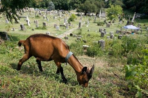 Goat gardening at Jersey City cemetery - nj.com