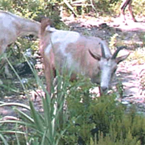 Goat grazing as a wildfire prevention tool: a basic review