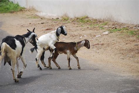 Goat porn. Many people dream of traveling to Jamaica to bask in the sun on its beautiful beaches. Some want to learn more about the popular music (Reggae and dancehall). While others want to indulge in the cuisine, like jerk chicken, curry goat, or ox... 