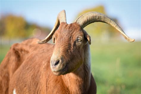 Goats are easy to care for whether you are keeping them as pets or raising them for milk and/or meat. They are fairly thrifty livestock to keep, and their needs are …. 