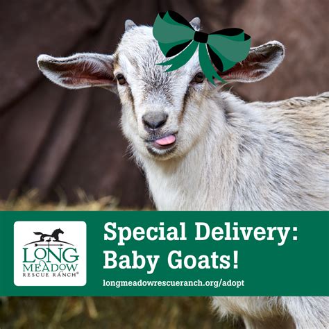 Goat shipping time. Things To Know About Goat shipping time. 