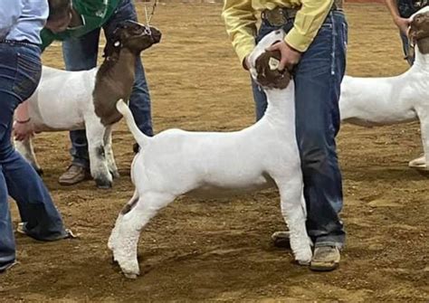 Goat shows in oklahoma