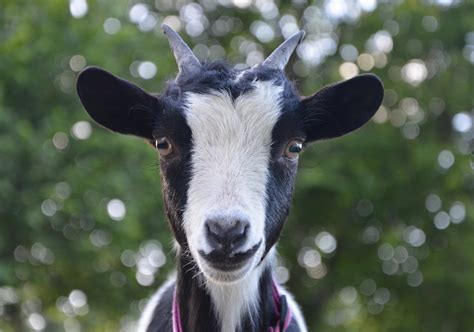 Get the latest Goat Industries Ltd (GOAT) real-time quote, historical performance, charts, and other financial information to help you make more informed trading and investment decisions. . 