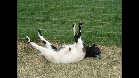 Goats can transmit several diseases to humans, including: Leptospir