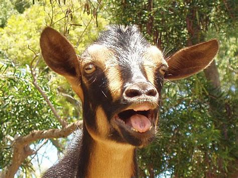 Goat yelling. These free goat sound effects can be downloaded and used for video editing, adobe premiere, foley, youtube videos, plays, video games and more! Don't forget our music as well! See policy page for more details. Soundboard Mode Play random sound every seconds (15 minimum). Goat Baby Bah A Sound Effect. 