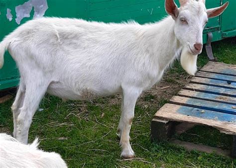 Goats For Sale SellMyLivestock - The Online …