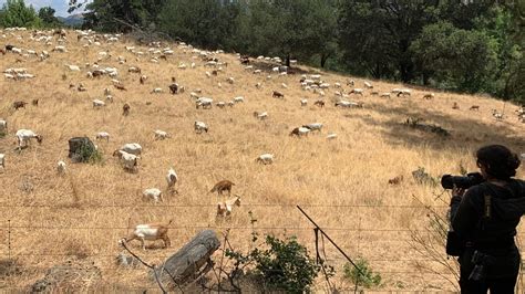 Goats deployed to clear vegetation from Oakland Hills ahead of fire season