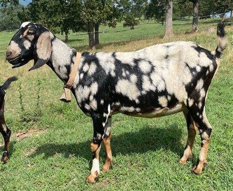 Goats for Sale - Goldilocks Farm