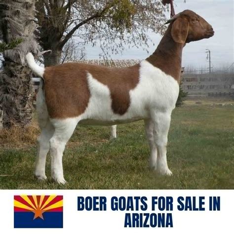 Arizona » Coolidge. $150. Goats,boar and females,baby goats. Seller: lmvin17. Good healthy herd of goats. Due to relocating to a different town im obligated to let the.. …. 