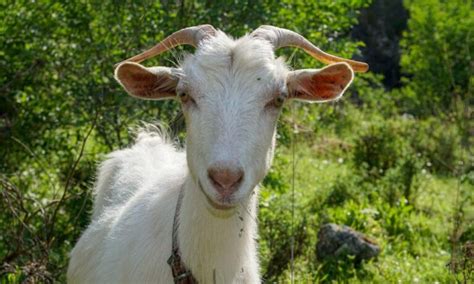 Goatspit Onlyfans Leak