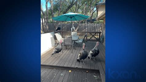 Gobble, gobble! Wild turkeys gather in Austin backyard