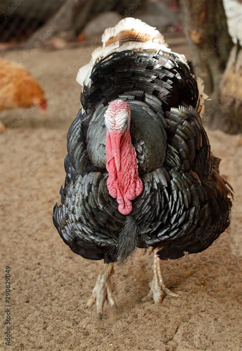 Gobbler stock photos and images (3,893)