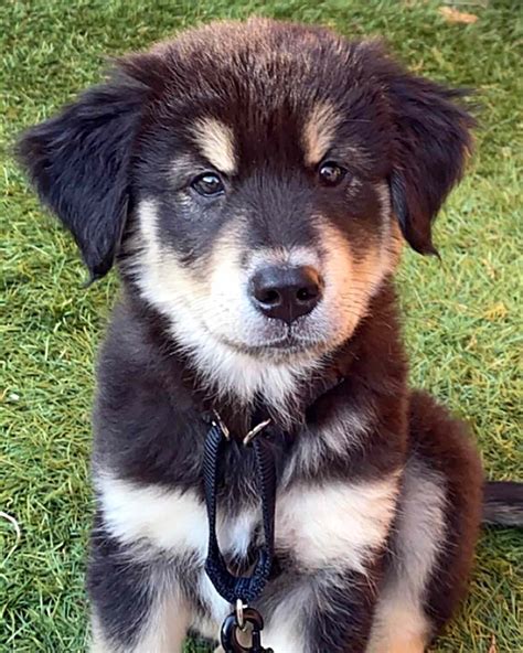 Goberian puppies. According to the Siberian husky breed standard, the purebred parent dog's eyes can include blue, amber, gold, or a mix of these hues. While many owners love their goberian's … 