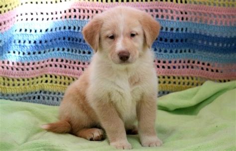 Goberian puppies for sale. Meet Susie, a fun loving Goberian puppy that loves to bounce around in the yard. This pup is vet checked, up to date on vaccinations and dewormer plus the 