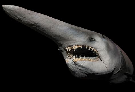 Goblin shark facts. The Goblin Shark's rear teeth, however, are modified for crushing, quite unlike those of ragged-tooth sharks but similar to the rear teeth of the Sandtiger. The Goblin Shark's lineage extends farther back than any other lamnoid — some 124 to 112 million years ago — represented in the fossil record by Anomotodon principalis , whose ... 