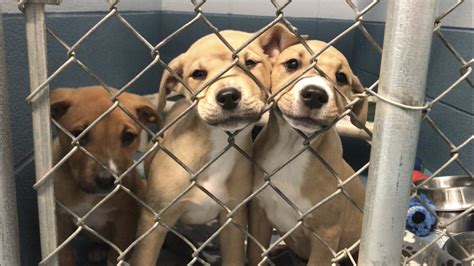 Gogebic County Dog Pound in bessemer, Michigan - Animal Shelter