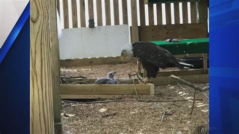Going Viral: Bald eagle adopts rock, then eaglet 