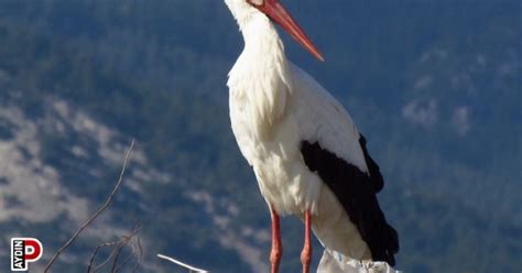 Golbent Halı ve Koltuk Yıkama