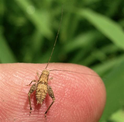 Gold Coast Cricket Insect Wiki Fandom