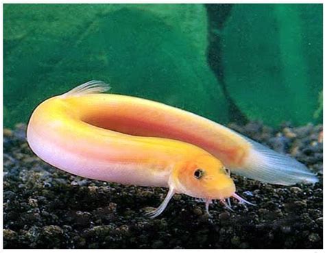 Gold Dojo Loach Arizona Aquatic Gardens