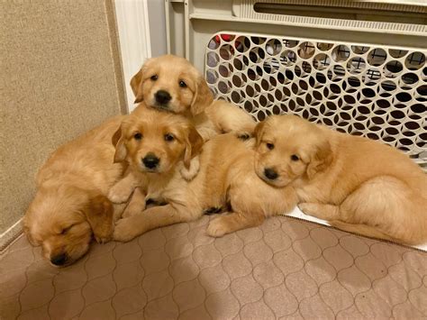 Gold Golden Retriever Puppies For Sale