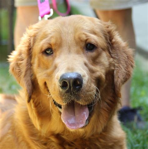 All across America, local Golden Retriever clubs are working to save Goldens that show up wandering the streets or in shelters. ... Golden Bond Rescue is a A 501(c)(3) Non-Profit Corporation Federal ID No. 93 …. 