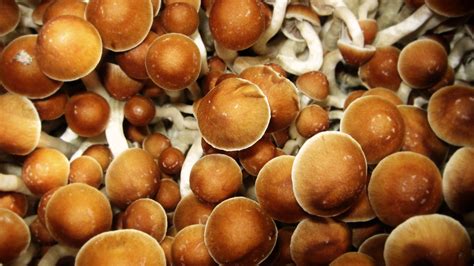 Psilocybe cubensis, also called the Gold Cap mushroom, is the most widely available and consumed psychedelic mushroom. It’s easy to grow indoors and contains a lot of psilocybin, which makes it the general mushroom of choice for producers. ... Psilocybe cyanescens, somes called the Wavy Cap mushroom, is a psilocybin-containing …