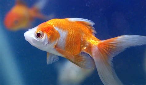 Goldfish need approximately 24 square inches of surface area per inch of body length. Fancy deep bodied varieties require even more square inches of surface area than the figure above because they have greater body mass per inch. Goldfish are extremely tolerant of a wide range of water conditions and can live in hard, soft, acid or alkaline water.