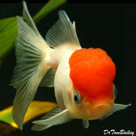 Gold fish for sale online .  <a href=http://staging-stripesync.thinkorange.com/assets/im...
