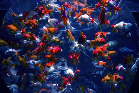 Gold_Fish_Jul Leaks [HD] 🔥