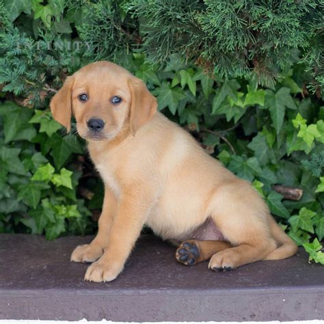 Goldador puppies for sale in Billings, Montana!  Jump to