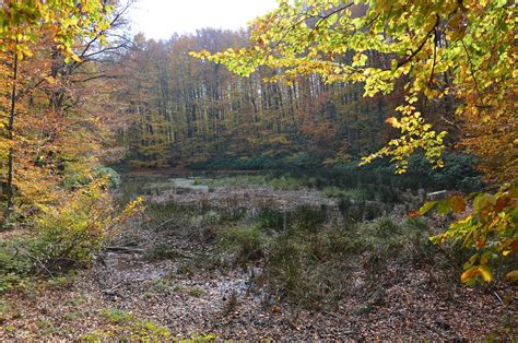 Goldagi Halı ve Koltuk Yıkama